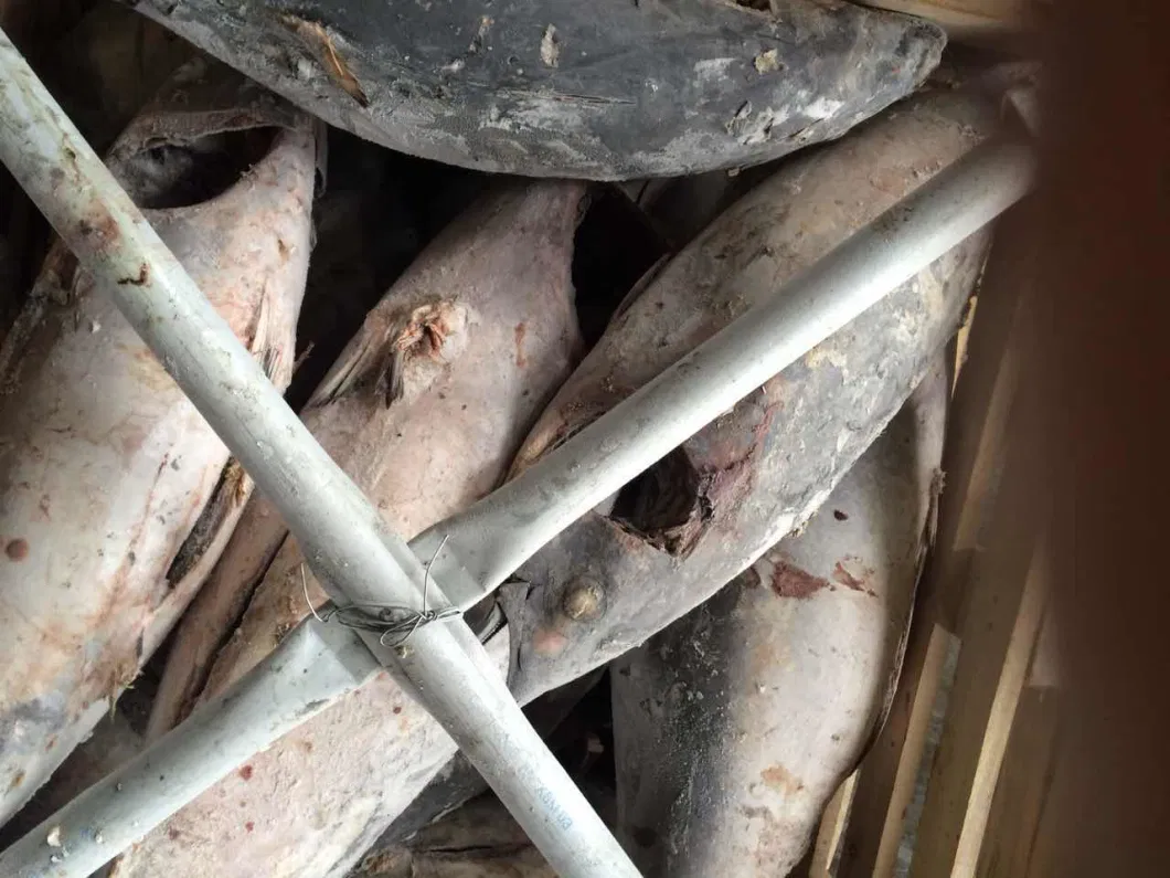 Frozen Bullet Tuna for Sale