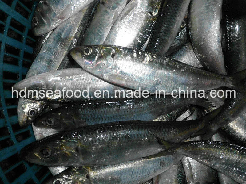 Whole Fround Frozen Sardine Fish (Sardinella aurita)