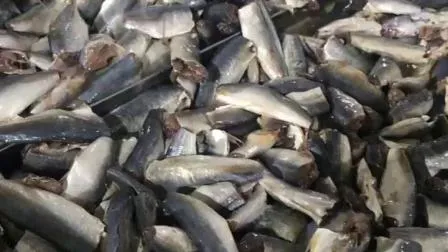 Deliziose sardine di pesce in scatola in olio vegetale dalla Cina